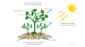 Place your beets in a large pot of boiling water and boil until the beets have become mushy — but not too long as it will be harder to strain if you allow it to soften too much. How Do Plants Breathe My Stem Toys