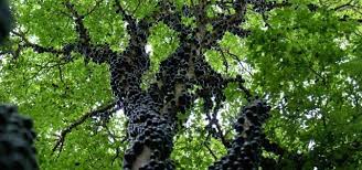 Brezilyaya Ozgu Bir Uzum Agaci Bir Diger Adiyla Jabuticaba Bu Agacta Yetisen Meyveler Direkt Olarak Agac Govdesine Baglidir Meyveler H Meyve Agac Uzum