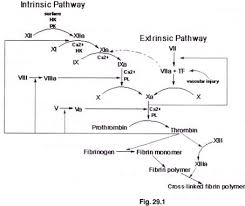 blood clotting mechanisms and stages blood hematology