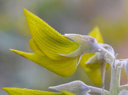 Image result for Crotalaria chirindae