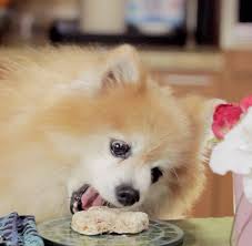 Before serving, let them cool completely. Chef Henry The Pom S Recipe For Homemade Low Calorie Dog Treats Video Dogtime
