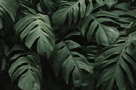 Download Tropical Green Leaves Background For Free Green Leaf Background Leaf Background Aesthetic Desktop Wallpaper A collection of the top 64 tropical aesthetic wallpapers and backgrounds available for download for free. tropical green leaves background