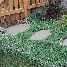 Image result for Dichondra