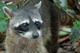Brasileira é atacada por guaxinim em miami e vídeo viraliza nas redes. Pin Em Animais Do Cerrado