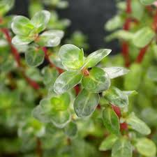 Image result for Rotala