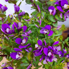 Image result for Polygala filicaulis