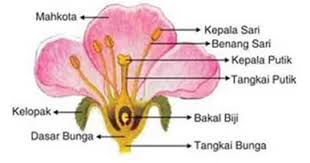 Maybe you would like to learn more about one of these? Pengertian Bunga Fungsi Jenis Bagian Struktur Dan Gambar