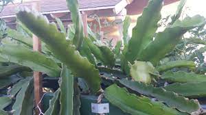 Maybe you would like to learn more about one of these? Dragon Fruit Growing Pruning Youtube