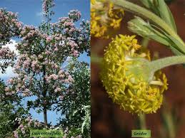 Image result for Thymelaeaceae