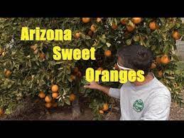 We did not find results for: Az Sweet Orange Trovita Variety Youtube