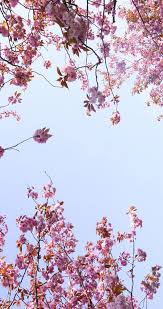 Pretty Blossom Iphone Wallpapers Iphone Wallpapers Aesthetic Cherry Blossom Iphone 571x1078 Download Hd Wallpaper Wallpapertip Demon slayer love pillar mitsuri kanroji. aesthetic cherry blossom iphone
