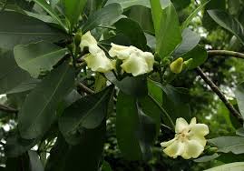 Image result for Voacanga thouarsii