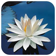 Choose from hundreds of free flower wallpapers. Lotus Flower Live Wallpaper Amazon De Apps Fur Android
