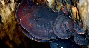 Image result for Ischnoderma resinosum