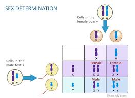 Sex Determination Is It A Boy Or A Girl Pass My Exams