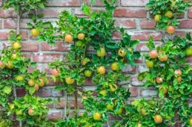 Feb 26, 2020 · fruits and trees do seem to go hand in hand. Growing Fruit Tree Hedges Popular Fruit Trees That Can Make Hedges