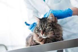 Kosten der impfungen bei katzen. Du Willst Deine Katze Impfen Lassen Beachte Diese 10 Dinge Tractive
