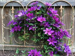 The plant was introduced in britain in 2005 by raymond evison. The Charm Of Clematis Finegardening