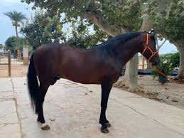 Image result for tbn:tVj6rqcH-AQR9M::www.pregonagropecuario.com.ar/images/caballo_overo.jpg