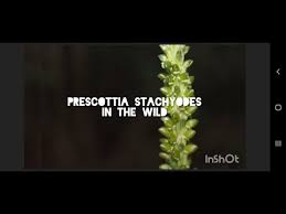 Image result for Eulophia stachyodes