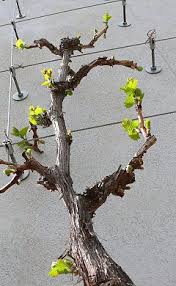 Senkrechter Kordon Schnurbaum Bei Weinreben In 2020 Weinreben Pflanzen Weinrebe Reben