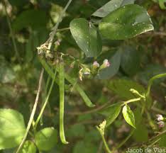 Image result for Teramnus