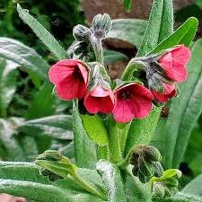 Image result for Cynoglossum inyangense