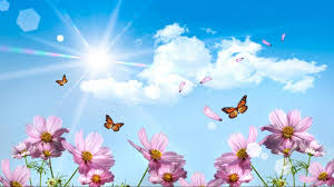 Sign up for the park's email, and you'll receive special offers or coupons and season passport tickets as well as information on discounted rooms at nearby hotels. Welcome To Our New Website Judy S Village Flowers Foxboro Ma