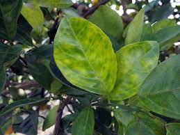 Pin On Citrus Diseases And Cures