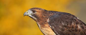 Check spelling or type a new query. Red Tailed Hawk Lehigh Valley Zoo