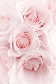 Every Rose Needs Rain Sometimes Mooie Rozen Roze Bloemen Bloem Achtergrond