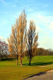 As with all little branch trees the lombardy poplar is 100% mesh with realistic textures and comes animated with a choice of 5 seasons via an easy to use menu. What Is A Lombardy Poplar Learn About Growing Lombardy Poplars In Landscapes