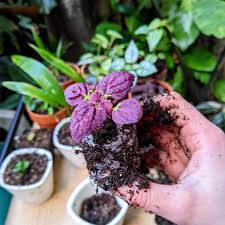 Image result for Coleus