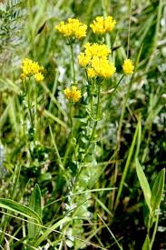 Image result for Sebaea sedoides