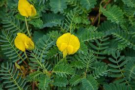 Image result for Aeschynomene megalophylla