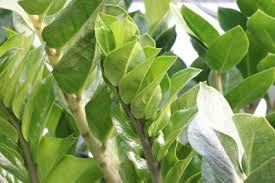 Expatica is the international community's online home away from home. Zamioculcas Zamiifolia Zamie Pflege Umtopfen Und Vermehren Gartendialog De