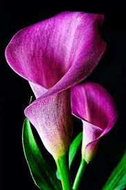 Lily Symbolism Flower Landscape Beautiful Flowers Wallpapers Purple Flower Pictures