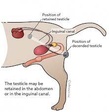 How do you know if your dog has testicular cancer? Retained Testicle Cryptorchidism In Dogs Vca Animal Hospital