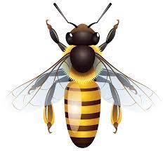 8000x7323 Bee Png Clip Art Bee Bee Clipart Honey Bee Drawing