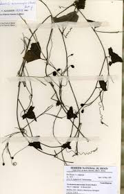 Image result for Trochomeria macrocarpa