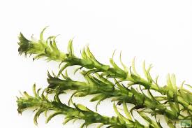 Image result for Elodea