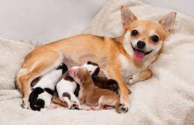 Of those states with laws, all but three (d.c., virginia, and wisconsin) require that a puppy be at least eight weeks old before being offered for sale. How Many Litters Can A Dog Have Lovetoknow