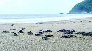 Harga tiket masuk pantai perpat kab banyuwangi 2019 umumnya, harga tiket untuk masuk tempat wisata berbeda berikut kami sertakan daftar harga tiket masuk ke area kab banyuwangi. Pantai Sukamade Banyuwangi Fasilitas Harga Tiket Rute Peta Lokasi