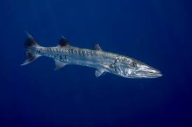 Die konkave felge für individualisten. Oceania Palau Great Barracuda Sphyraena Barracuda Stockphoto