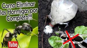 Cómo deshacerse de las hormigas. Nuevo Sistema Como Eliminar Hormigas Negras Muy Eficaz Todo El Proceso Youtube