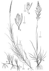 Image result for Sporobolus pyramidalis