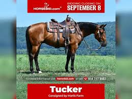 Image result for tbn:tVj6rqcH-AQR9M::www.pregonagropecuario.com.ar/images/caballo_overo.jpg