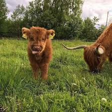 Highland Sigir Ile Tanisin Bebekleri Sevimli Cok Sirin Hayvanlar Bebek Inek Sevimli Hayvan Yavrulari