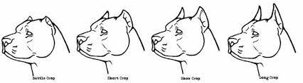 Where to get a puppy. Pitbull Ear Cropping Styles I Like The Short And Show Crop Pets Dogs Breeds Pitbulls Pitbull Puppies