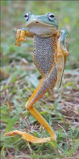 The sprawling archipelago is also home to a myriad of wildlife that will fascinate anyone. B67b70f389143dbdf74de7d042a7a661 Jpg 450 908 Animals Funny Animals Animals Beautiful